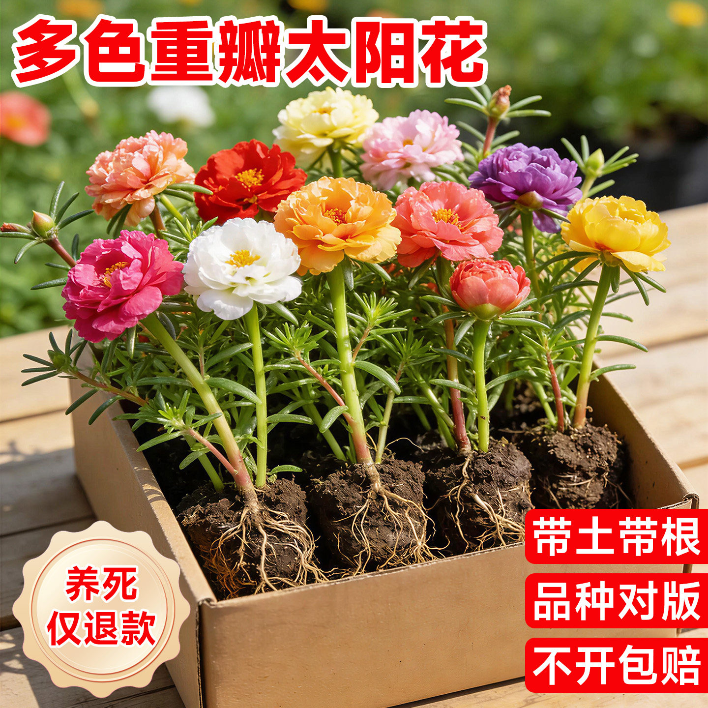 太阳花苗重瓣大花老桩盆栽室内阳台花卉新手易种活四季开花带花苞