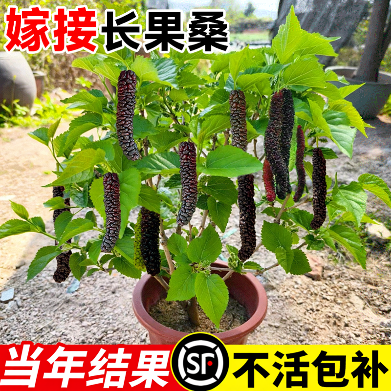 长果桑葚树苗台湾桑椹桑甚带果桑树活苗嫁接盆栽室内果树果苗阳台 - 实物图