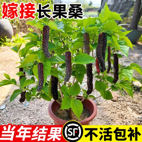 【当年结果】长果桑树包成活大苗