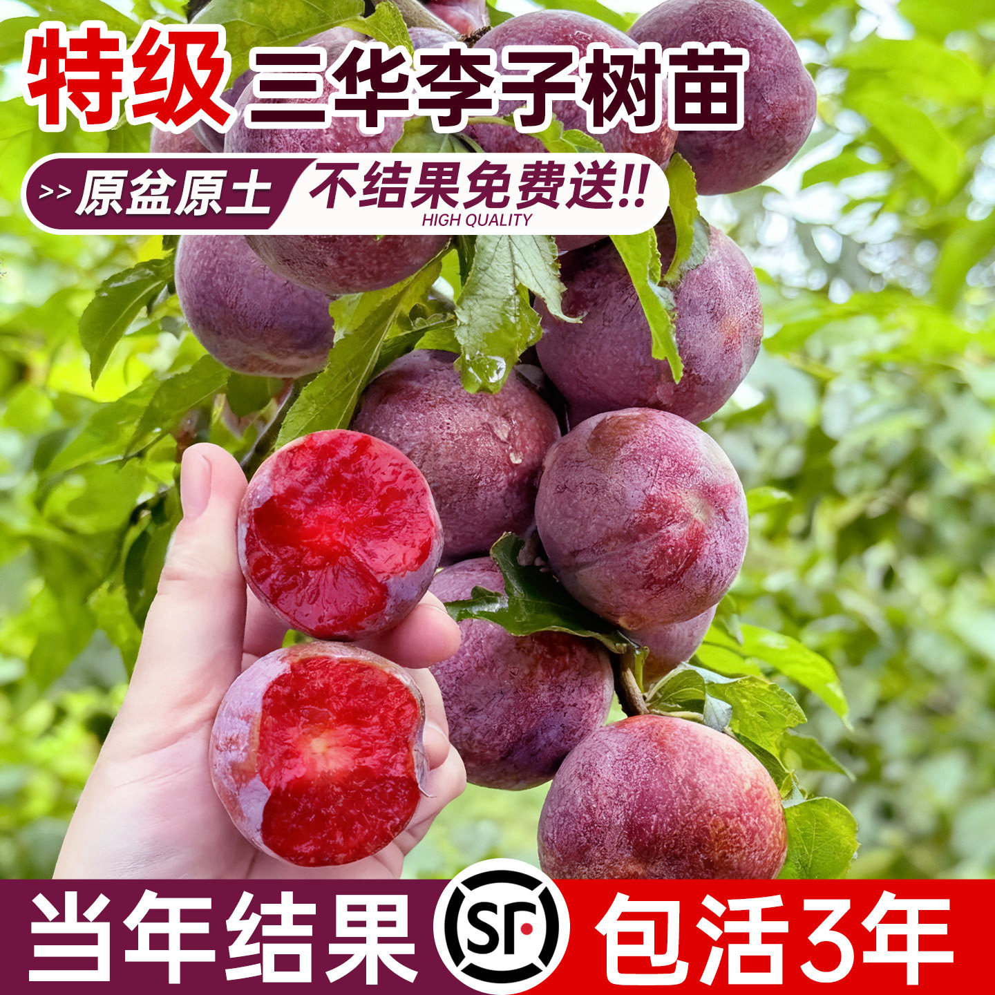 正宗三华李子树苗国峰七号蜂糖李子庭院果树果苗南北方种植地盆栽