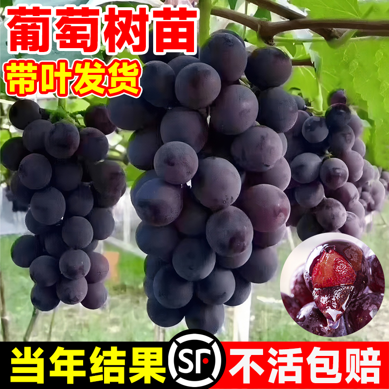 巨峰葡萄树苖阳光玫瑰果树苗盆栽南北方耐寒无籽四季种植庭院爬藤怎么看?