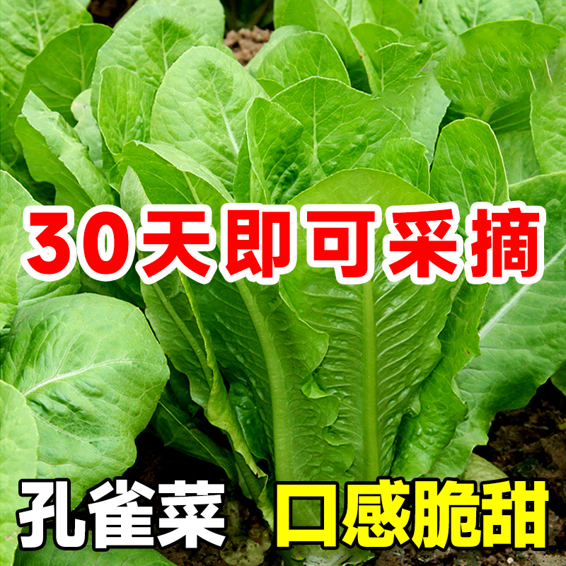 孔雀菜种四季种籽大全生菜罗马沙拉奶油紫叶种孑阳台盆栽蔬菜种子