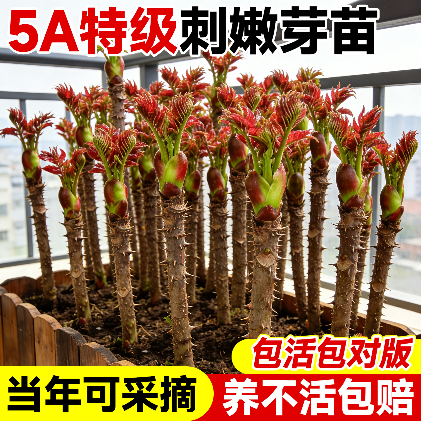 东北刺嫩芽树苗云南刺老芽楤木苗野菜刺龙苞刺龙芽籽种植物刺笼苞