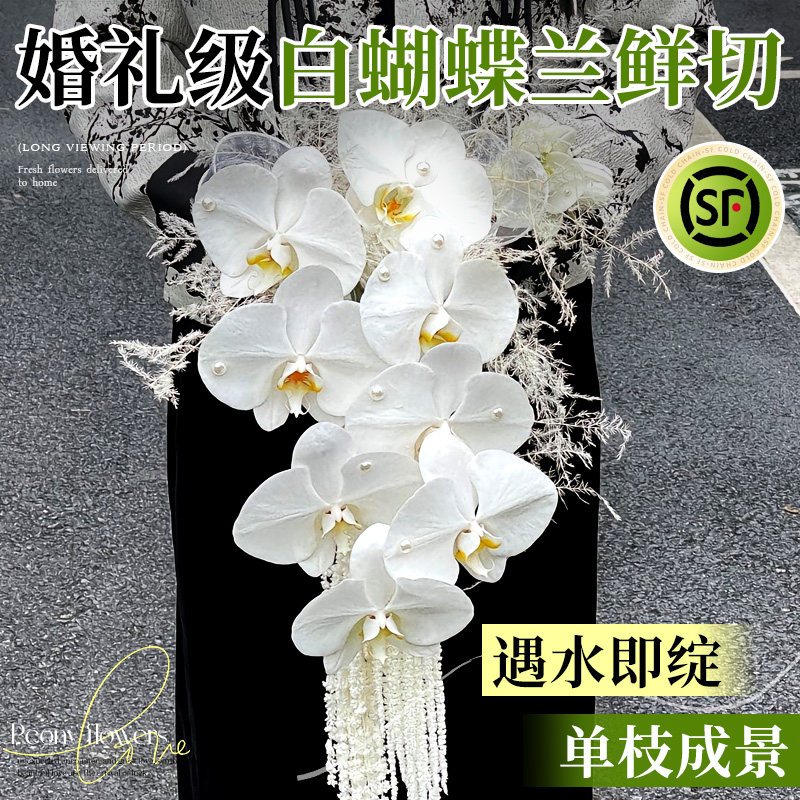 蝴蝶兰全国大号鲜花鲜切花云南直发水培单只真花插花花束手捧花