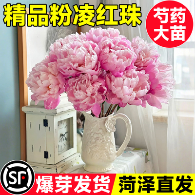 芍药花苗粉凌红珠玫瑰鲜花盆栽重瓣带芽根块四季花卉阳台庭院植物