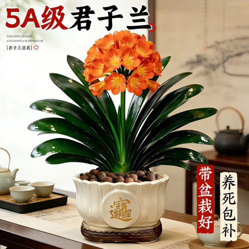 5A级君子兰带盆栽好不活包补