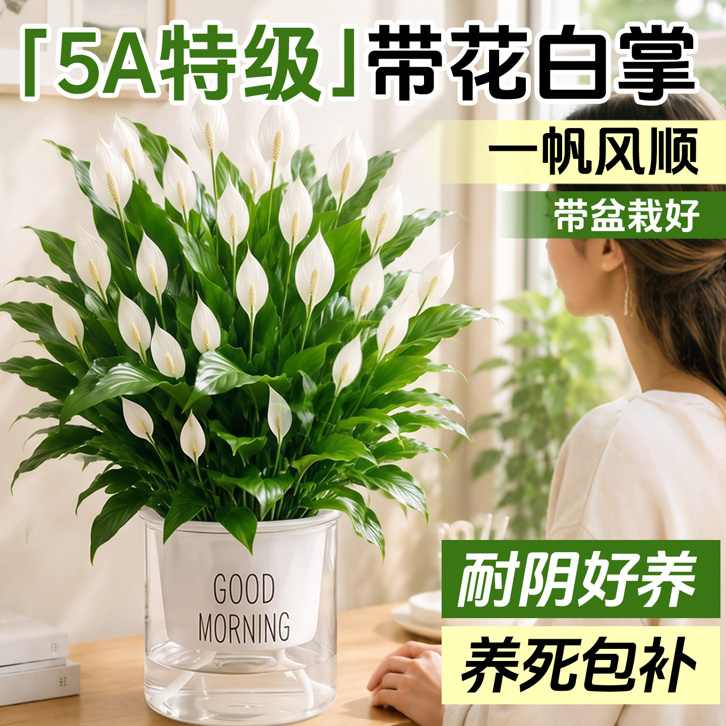 白掌绿植水培植物一帆风顺盆栽室内客厅办公室桌面懒人适合养的花