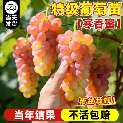 寒香蜜葡萄树苗当年结果不活包补