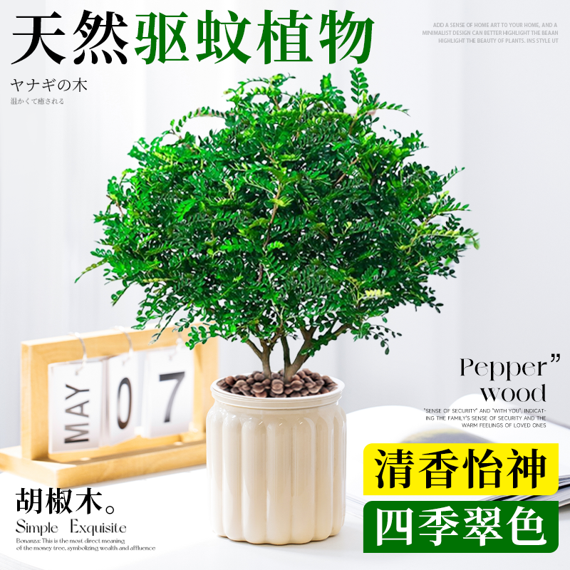胡椒木盆栽清香木老桩盆景办公室桌面驱蚊植物水培绿植室内好养活