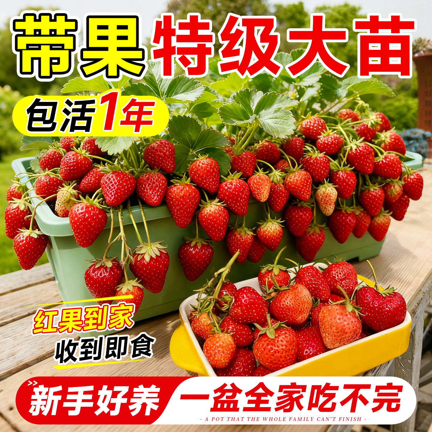 【带果到家收到可食】包活365天