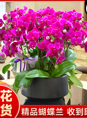 蝴蝶兰盆栽带花苞大花型精品胡兰花苗秋冬年宵花卉室内绿植物鲜花