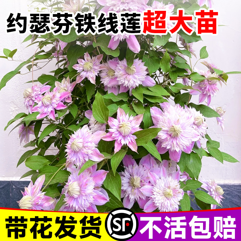 重瓣约瑟芬铁线莲大苗带花苞新款盆栽乌托邦倒影四季爬藤植物开花