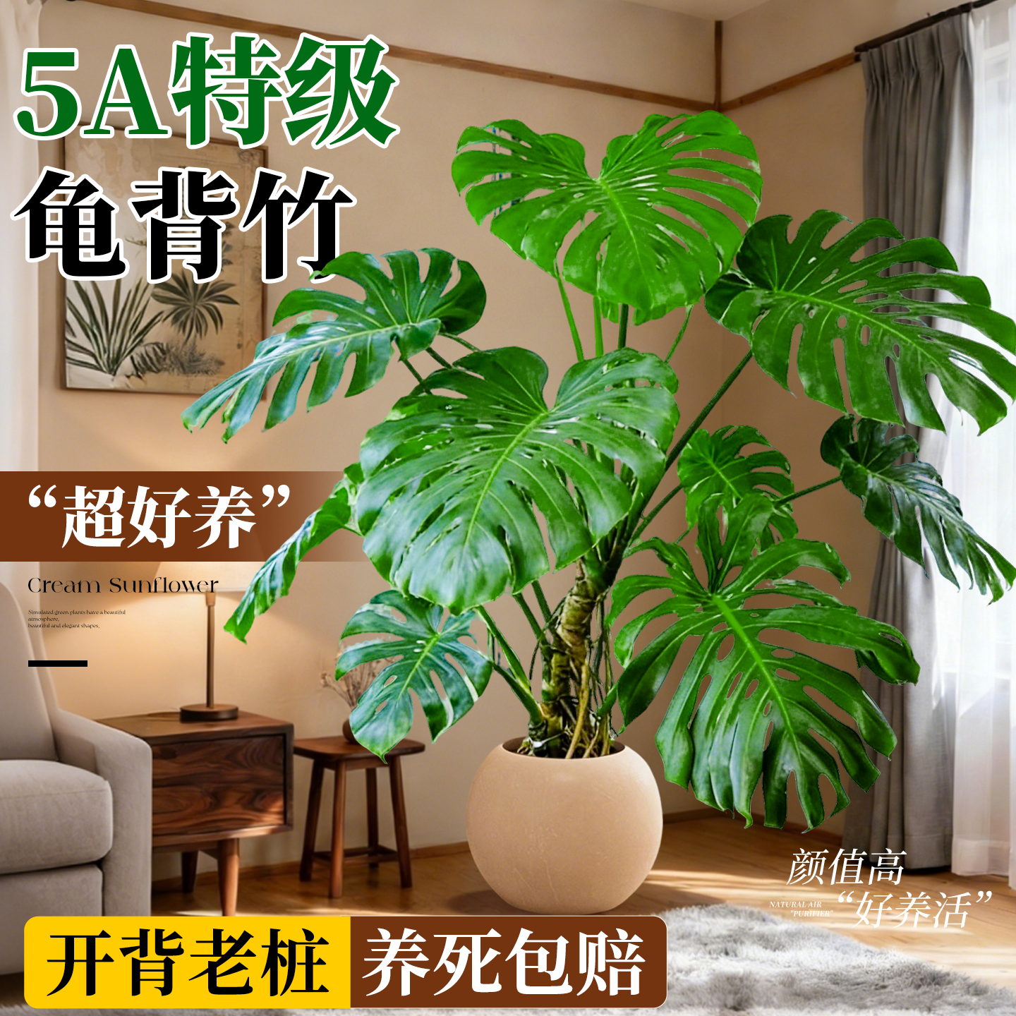 龟背竹客厅大盆栽老桩高级感大型绿植室内植物高端大气上档次好养,鲜花速递/花卉仿真/绿植园艺,大型绿植/成品组合盆栽,淘宝优惠券,粉丝福利购,淘宝优惠卷