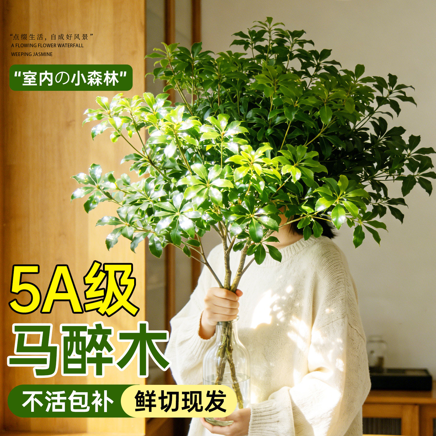 进口马醉木水培植物鲜切枝美男树吊钟枝条室内客厅水养绿植盆栽,鲜花速递/花卉仿真/绿植园艺,大型绿植/成品组合盆栽,淘宝优惠券,粉丝福利购,淘宝优惠卷