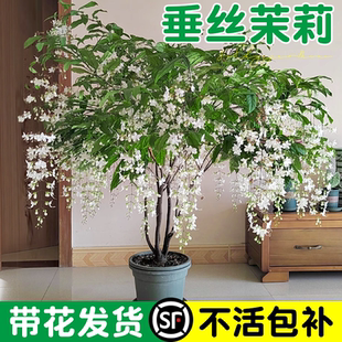 风车茉莉开花 垂丝茉莉盆栽带花苞阳台室内垂吊花卉绿植物泰国四季