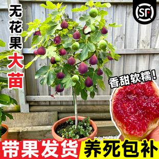 种盆栽庭院阳台矮化水果树南北方四季 种植 无花果树果苗特大果新品