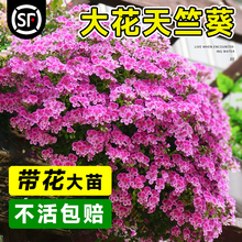 天竺葵花苗进口重瓣四季盆栽带花苞发货新品种蝴蝶梅大花室内花卉