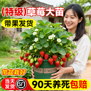 草莓盆栽大苗带果带花发货奶油四季品种高产好养庭院阳台耐寒植物