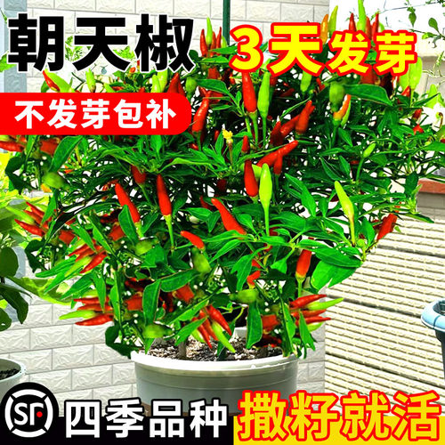 朝天椒种籽小米辣椒种孑四季秧苗