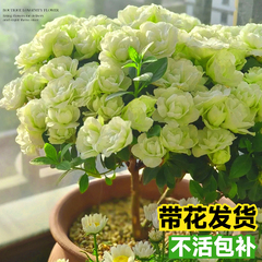 长寿花盆栽四季重瓣大花花苗开花绿巴黎金狐狸室内花卉老桩绿植物