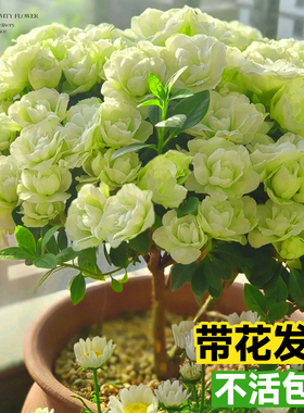 长寿花盆栽四季重瓣大花花苗开花绿巴黎金狐狸室内花卉老桩绿植物