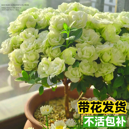 长寿花盆栽重瓣大花四季可赏