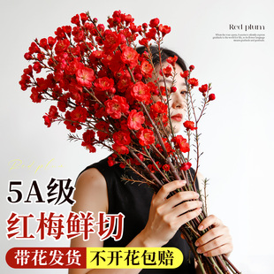 红梅干枝水培真花鲜枝室内腊梅花鲜花植物家用插花鲜切花花卉绿植
