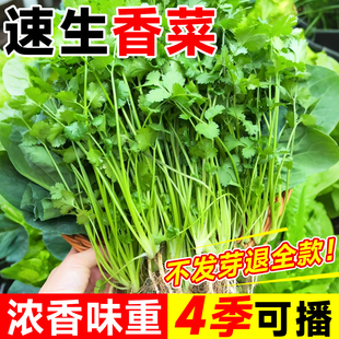 香菜种子四季小叶香葱蔬菜籽种耐寒老品种大叶香菜种子芫荽种孑苗