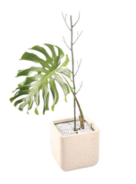 【十年用不坏】植物防倒伏支撑杆