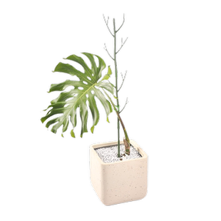 树枝型植物支撑杆龟背竹文竹防倒伏爬藤花卉园艺爬藤杆花架支撑杆