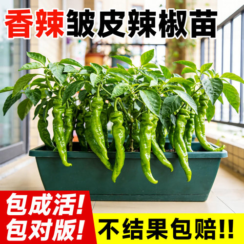 【包结果包对版】正宗辣椒苗
