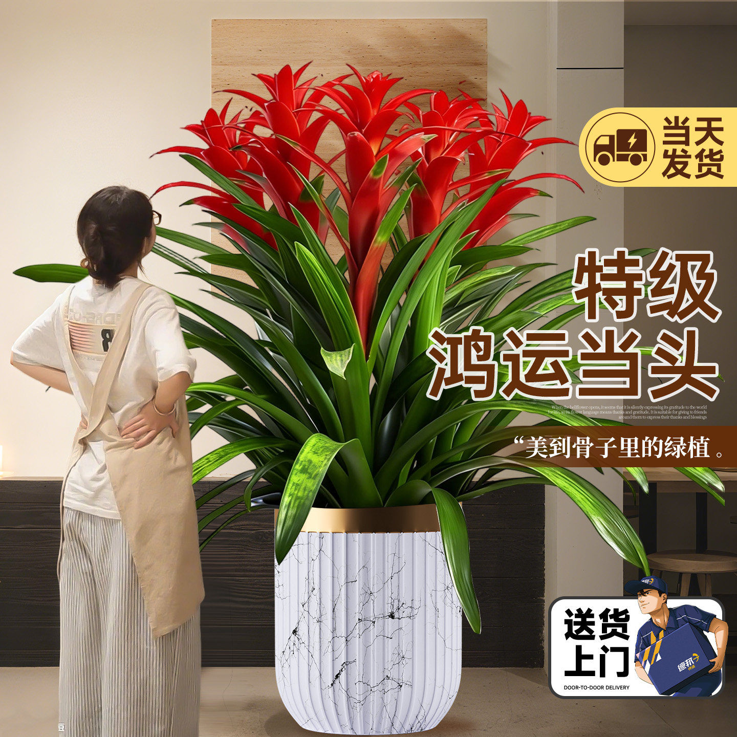 鸿运当头带花盆栽客厅办公室内四季常青大型绿植物富贵花卉金钱树,鲜花速递/花卉仿真/绿植园艺,大型绿植/成品组合盆栽,淘宝优惠券,粉丝福利购,淘宝优惠卷