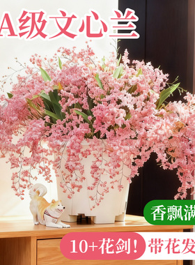 文心兰带花苞盆栽香水梦香兰兰花室内开花卉植物阳台耐寒绿植秋冬