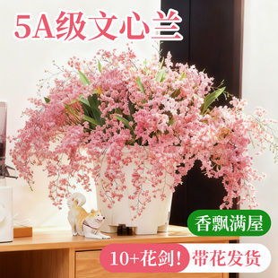 文心兰带花苞盆栽香水梦香兰兰花室内开花卉植物阳台耐寒绿植秋冬