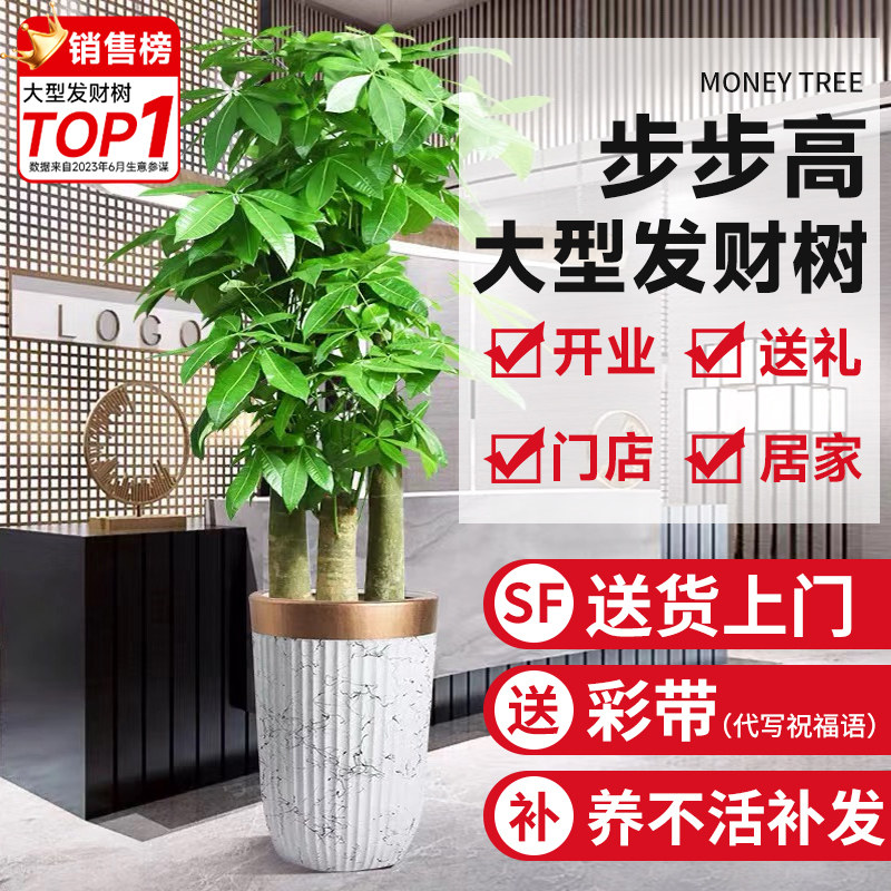 步步高发财树大棵客厅开业送礼乔迁室内绿植大盆栽三杆招财树盆景怎么样,好用不?