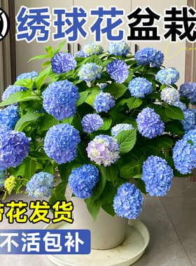 绣球花盆栽带花老桩无尽夏花苗四季室内开花庭院阳台鲜花卉绿植物
