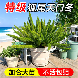 狐尾天门冬盆栽绿植地栽大苗花卉盆景室内庭院阳台植物四季好养活