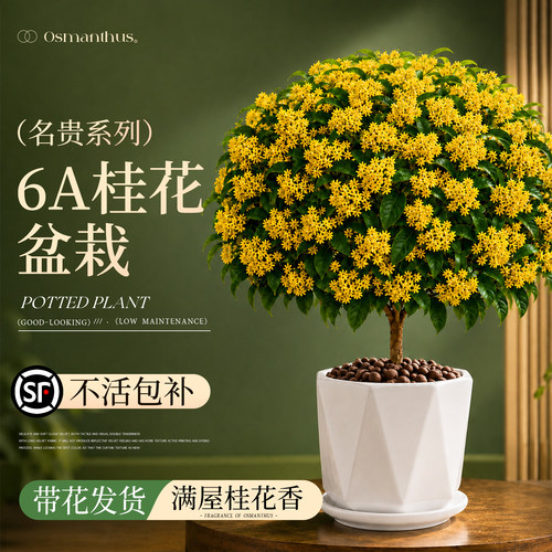 【名贵系列】桂花盆栽不活包赔