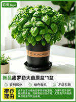 Peppermint, rosemary, Perilla, basil, thyme, edible herbs, potted indoor mosquito repellent, green plants thumbnail 5