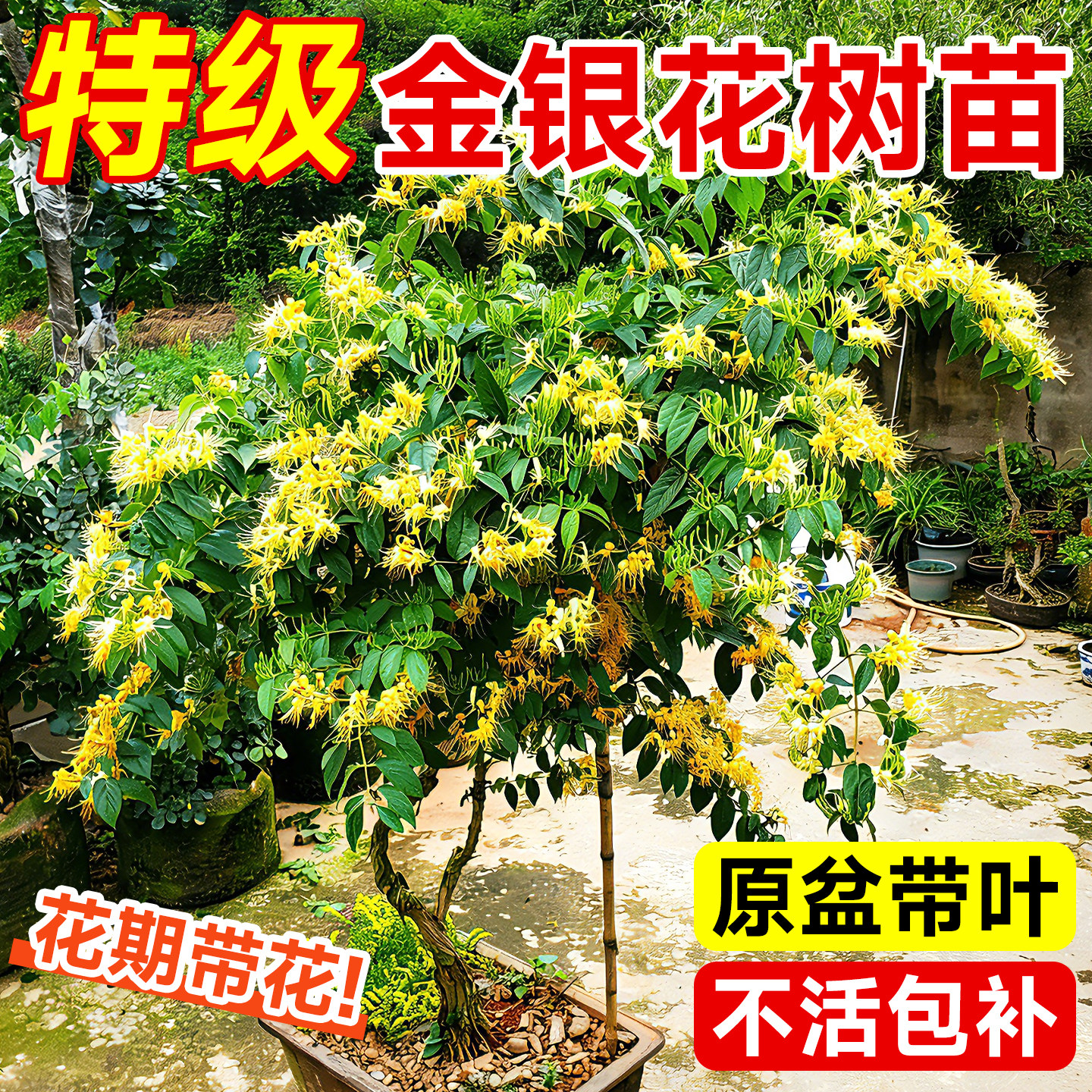 金银花树苗爬藤植物老桩盆栽花苞浓香花卉绿植四季可食用阳台庭院,鲜花速递/花卉仿真/绿植园艺,时令草本花卉,淘宝优惠券,粉丝福利购,淘宝优惠卷