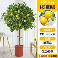 [Доставка до вашей двери] Лимонное дерево класса А в горшке высотой около 1,5-1,7 метра [Много ветвей и много результатов] Бесплатный шелк кокосовой пальмы + поднос + удобрение