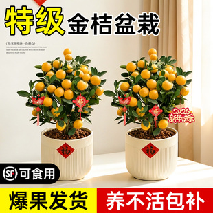金桔树盆栽树苗年橘可食用带果脆皮四季橘子客厅室内外绿植物好养