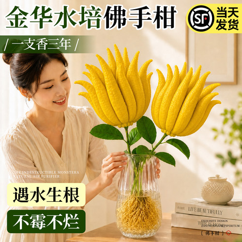 金华佛手柑鲜果现摘现发桌面摆件