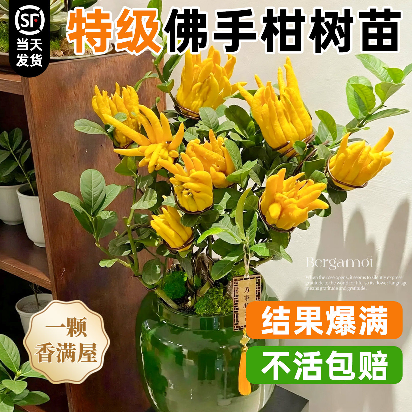 佛手树盆栽树苗带果金华佛手柑盆景可食用室内外阳台庭院花卉绿植