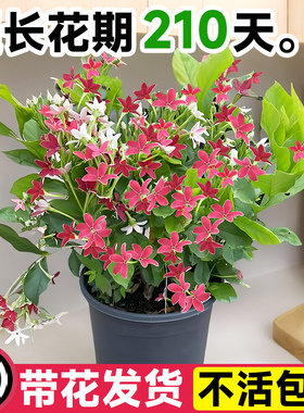 使君子盆栽花苗爬藤植物重瓣花卉庭院阳台花卉室内花卉围墙水君子