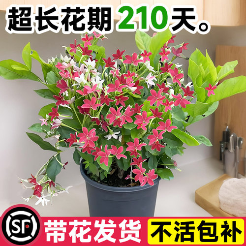 使君子【带花发货不活包补】