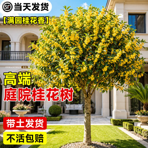 【5A级品质】正宗桂花树苗地栽