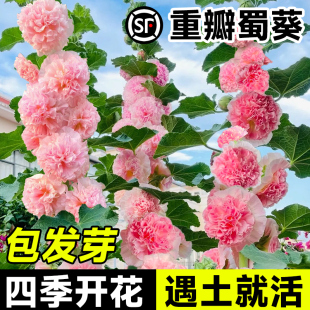 重瓣蜀葵种子花种籽子四季播种开花卉室外庭院种植盆栽花苗花种孑