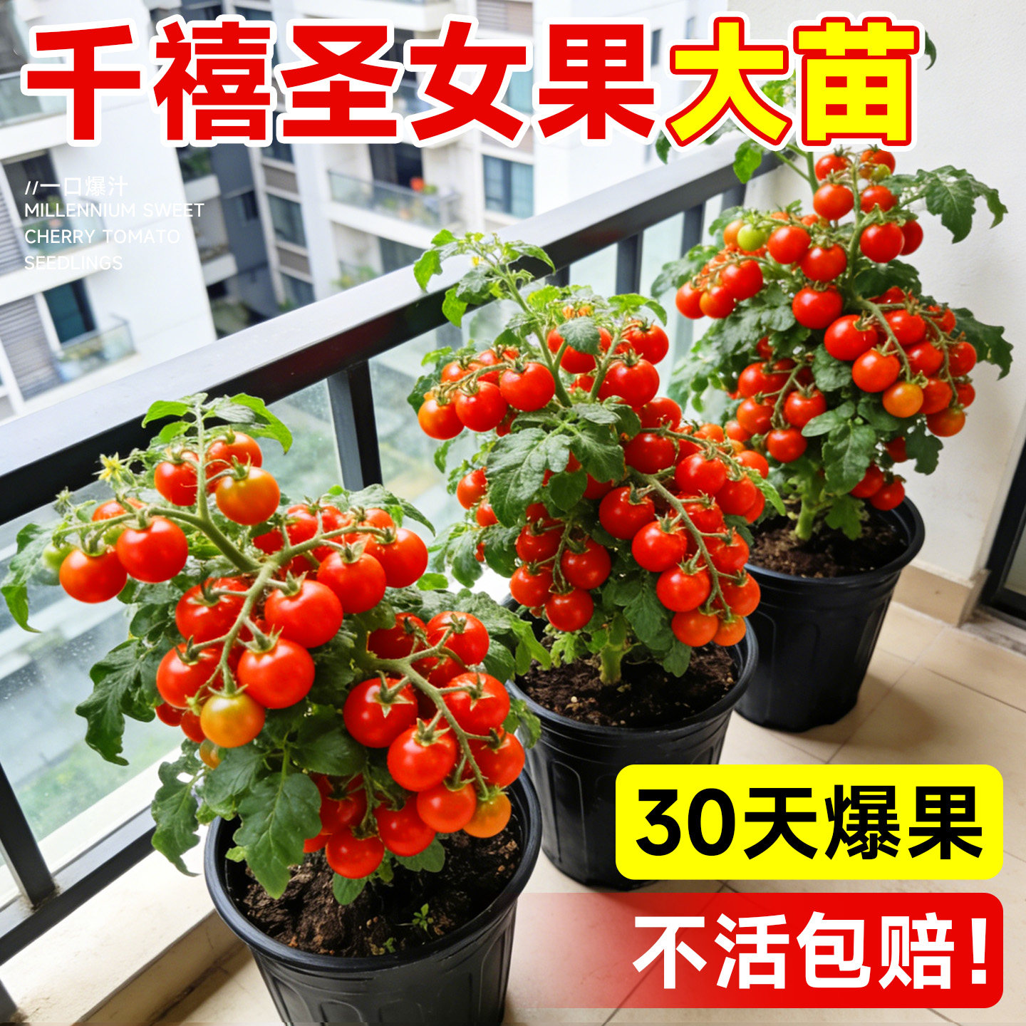 千禧圣女果苗秧苗盆栽矮生小番茄种籽南方阳台水果蔬菜植物种子孑
