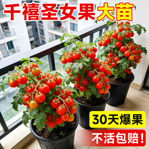 千禧圣女果苗盆栽四季好养